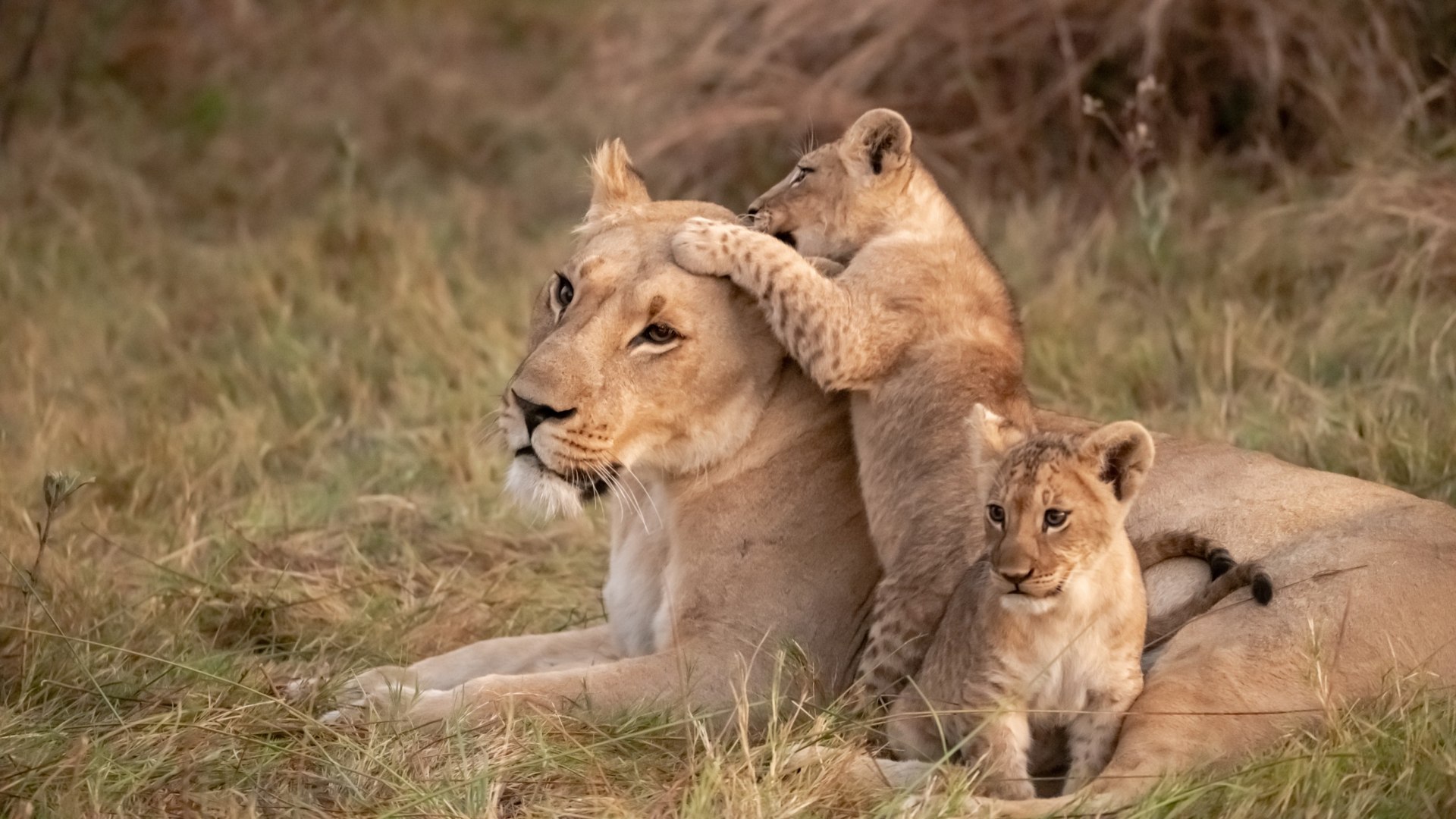 Botswanas Tierparadiese und Naturwunder entdecken